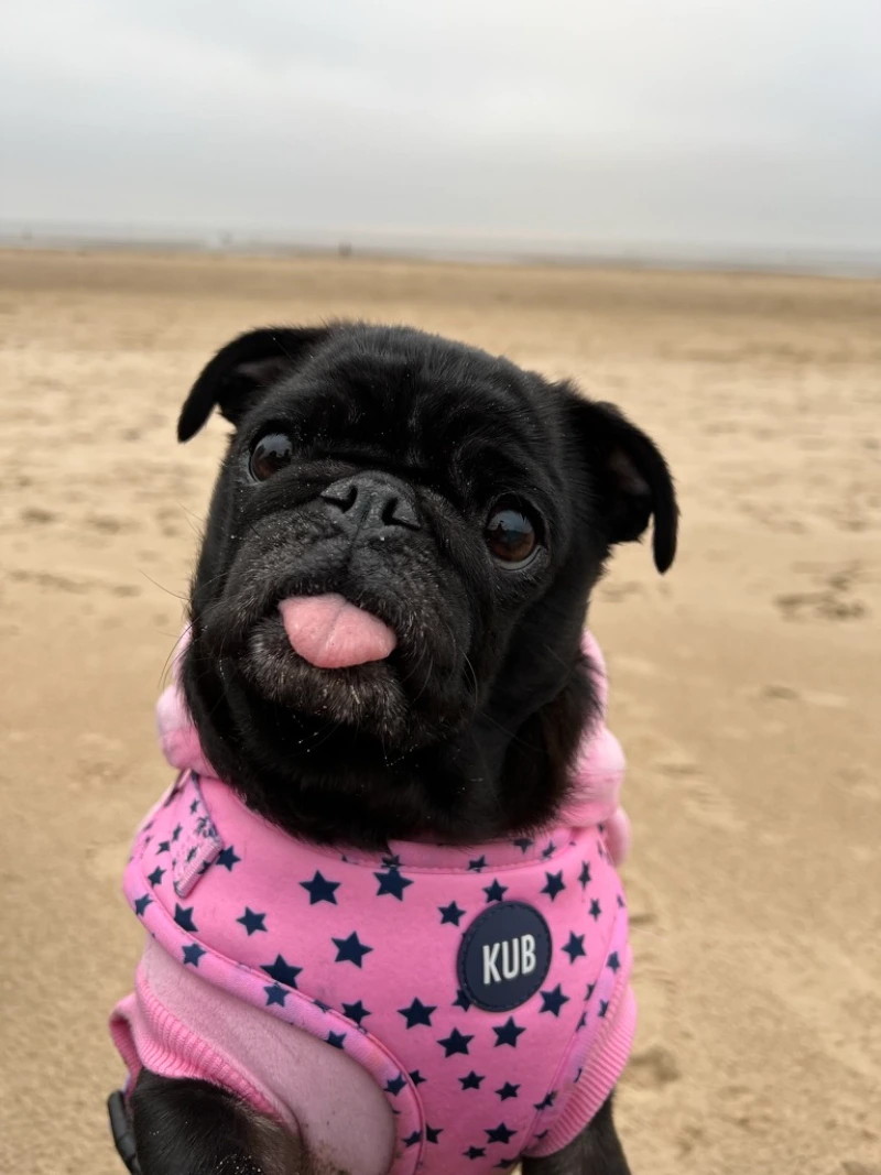 The same black pug on the same beach before the walk, coat glossy and clean and the pink harness unmarked