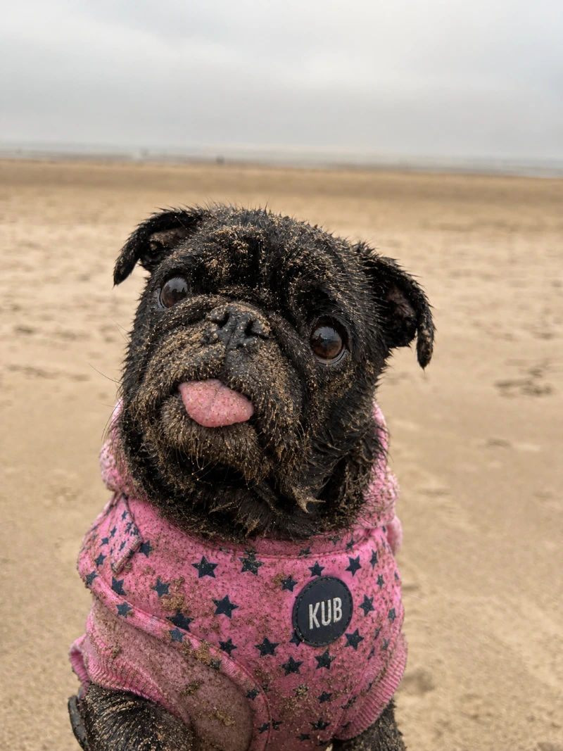 A black pug in a pink star harness on the beach, coat and harness completely coated in wet sand after a walk